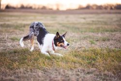 Playful Border Collie engaged in activity in a wide open grassy field during the day.