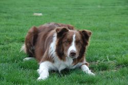 A beautiful Border Collie dog lying on lush green grass, showcasing its gentle eyes and fluffy fur.