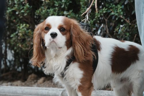 Cavalier King Charles Spaniel: Wesen und Gesundheit im Porträt
