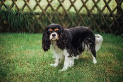 Adorable Cavalier King Charles Spaniel standing on green grass near a wooden fence.