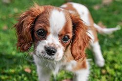 Adorable Cavalier King Charles Spaniel puppy in a playful pose on green grass.