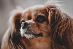 A close-up shot of a Cavalier King Charles Spaniel with a fluffy coat and expressive eyes.
