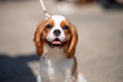 Close-up of a smiling Cavalier King Charles Spaniel outdoors on a sunny day.