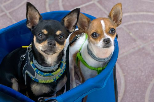 Chihuahua: Wesen, Haltung und Gesundheit im Porträt