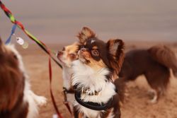 Adorable chihuahuas on a sandy beach in Jönköping, Sweden enjoying a day out on a leash.