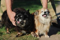 Two joyful Chihuahuas being petted outdoors, showcasing happiness and companionship.