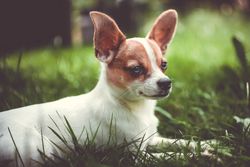 Cute Chihuahua puppy resting on lush green grass, showcasing its charming expression and large ears.