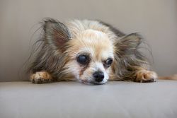 A long-haired senior chihuahua with blind eyes rests peacefully indoors, showcasing its calm demeanor.