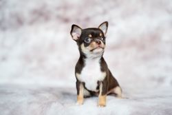 Charming chihuahua puppy with brown and white fur on a cozy blanket, looking inquisitive.