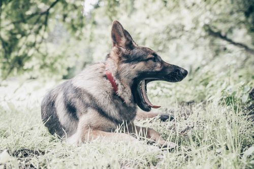 Deutscher Schäferhund: Wesen, Haltung und Gesundheit im Porträt