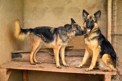 Two German Shepherd dogs inside a kennel looking at each other playfully.