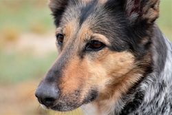 Beautiful close-up portrait of a German Shepherd with intense gaze.