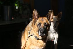 A German Shepherd dog in sunlight with another dog in the background, exuding loyalty and alertness.