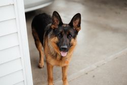 Friendly German Shepherd dog standing outdoors on a concrete surface.