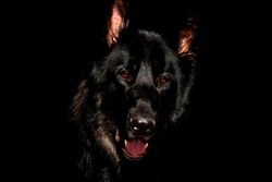 Close-up of a black German Shepherd dog against a dark background.