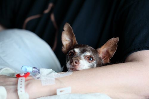 Durchfall beim Hund: Ursachen, Schonkost & wann zum Tierarzt