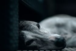 A peaceful greyhound lying down, captured with a soft, muted focus for a calming effect.