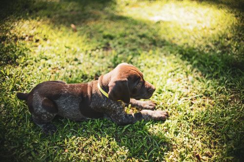 Entwurmung und Giardien beim Hund