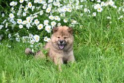 Cute fluffy puppy relaxing in a lush garden with blooming daisies.