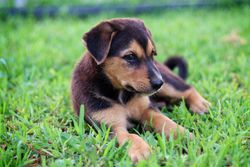 A cute puppy takes a break on vibrant green grass, capturing a playful outdoor scene.