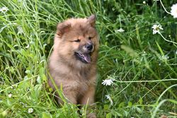 Charming fluffy Chow Chow puppy sitting amidst lush greenery and white flowers outdoors.