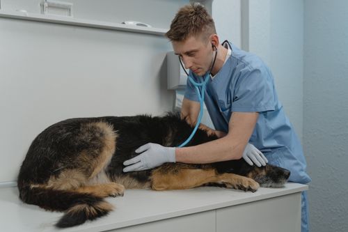 Erbrechen beim Hund: Ursachen, Warnzeichen und was hilft