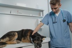 Veterinarian examining a German Shepherd dog on a clinic table, showcasing care and professionalism.