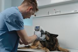 A veterinarian examines a German Shepherd using a diagnostic tool in a clinic setting, highlighting pet healthcare.