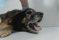 Close-up of a German Shepherd dog resting on a vet's examination table, showing comfort and care.