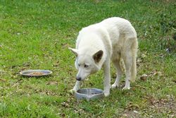 A white dog eats from a bowl on the grass outside, with a second bowl nearby.