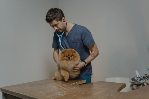 Erste Hilfe beim Hund: was im Notfall zu tun ist