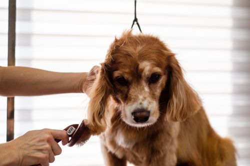 Fellpflege beim Hund: Buersten, Baden und gesunde Haut