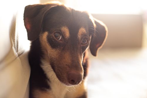 Angst vor Feuerwerk: So hilfst du deinem Hund am 1. August