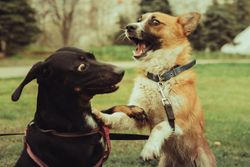 Two dogs playfully interacting in a park, showcasing joy and energy.