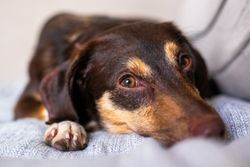Cozy image of a relaxed dog lying on a couch indoors, showcasing peaceful pet life.