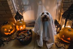 Cute dog in ghost costume with pumpkins and lanterns, perfect for festive Halloween themes.