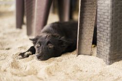 A black dog lies on the sandy beach beneath outdoor furniture, exuding a calm demeanor.