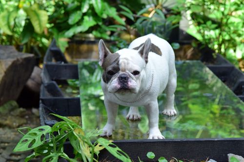 Französische Bulldogge: Wesen, Haltung und Gesundheit im Porträt