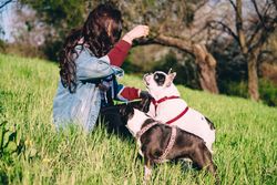 A woman enjoys a sunny day in the park with two French Bulldogs, creating a serene outdoor scene.