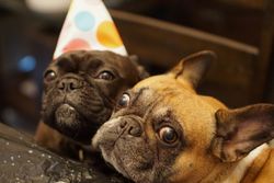 Two cute bulldogs in a festive mood with party hats, perfect for celebrations.