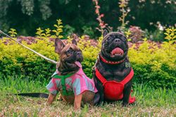 Adorable French Bulldogs sitting on grass in vibrant outfits, ready for a playful day outdoors.