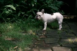 French Bulldog in a garden setting, standing on a stone path surrounded by greenery.
