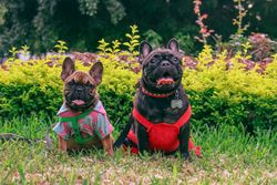 Two French Bulldogs in vibrant outfits enjoying the outdoors on a grassy lawn.