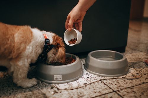 Wie viel Futter braucht mein Hund? Portionen richtig berechnen