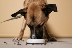 A close-up of a brown dog eating kibble from a white bowl indoors.