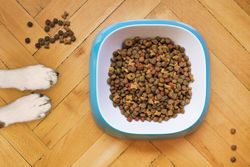 A dog's paws beside a kibble-filled bowl on a wooden floor, shot from above.