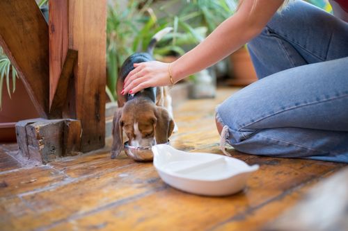 Futter umstellen beim Hund: so vermeidest du Durchfall