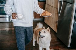 Crop faceless young male owner in casual clothes walking in kitchen near curious Akita Inu dog with coffee cup and plate