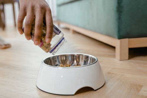 Giftig für Hunde: diese Lebensmittel sind gefährlich