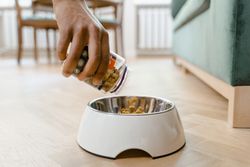 Close-up of a hand pouring dog food from a container into a white dog bowl on a wooden floor indoors.